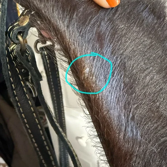 Myra Cowhide Crossbody - Picture 6 of 6